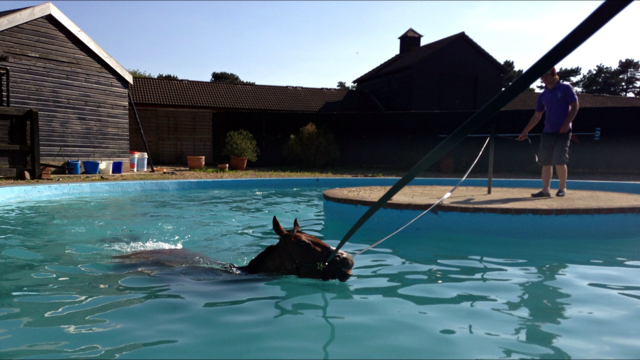 Equine swimming pool